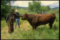 220037 Cowboys Checking out Prize Bull A4 Photo Print