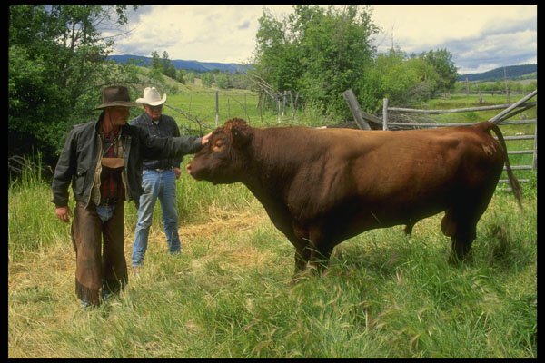 220037 Cowboys Checking out Prize Bull A4 Photo Print