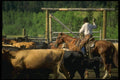220038 Cowboys Roping Calf For Branding A4 Photo Print