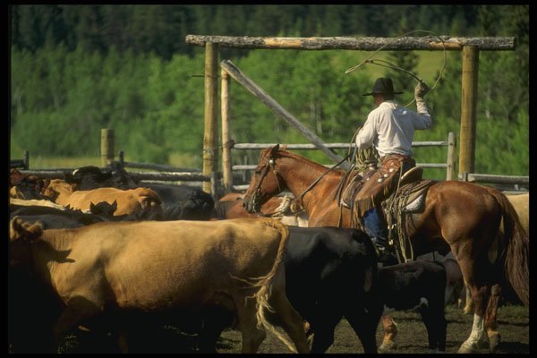 220038 Cowboys Roping Calf For Branding A4 Photo Print