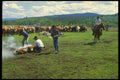 220041 Cowboys Branding Calf A4 Photo Print