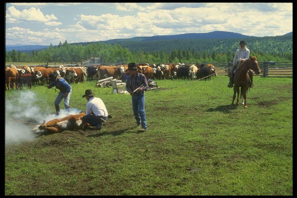 220041 Cowboys Branding Calf A4 Photo Print
