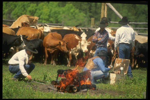 220042 Cowboys Heating Branding Irons In Fire A4 Photo Print