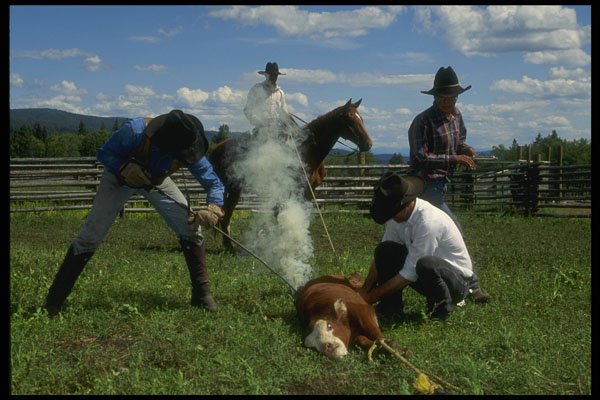 220043 Cowboys Branding Calf A4 Photo Print