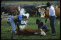 220044 Cowboys Branding Calf A4 Photo Print