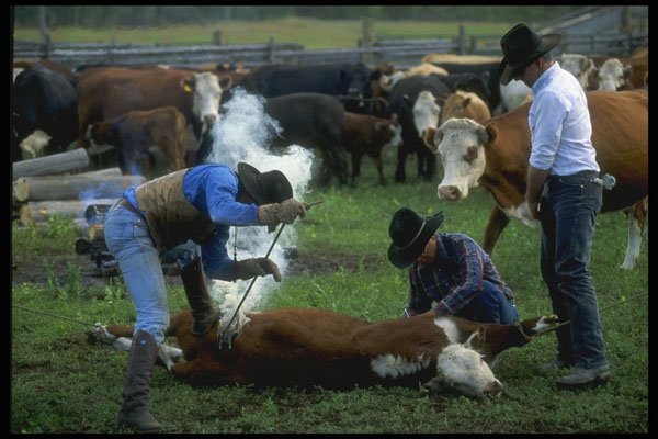 220044 Cowboys Branding Calf A4 Photo Print