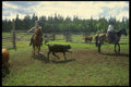 220045 Cowboys Roping Calf In Branding Corral A4 Photo Print