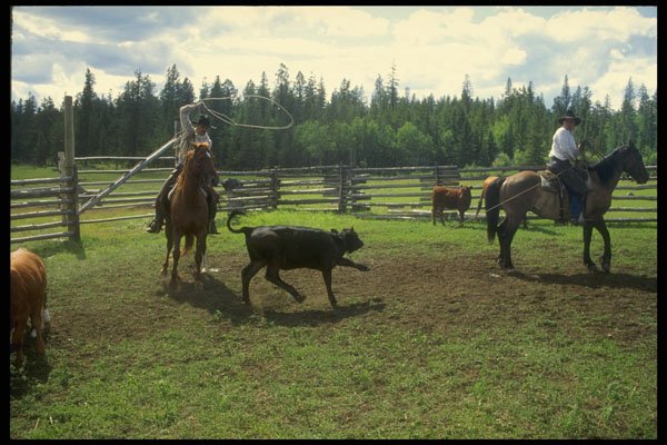 220045 Cowboys Roping Calf In Branding Corral A4 Photo Print