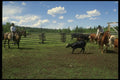 220046 Cowboys Roping Calf In Branding Corral A4 Photo Print