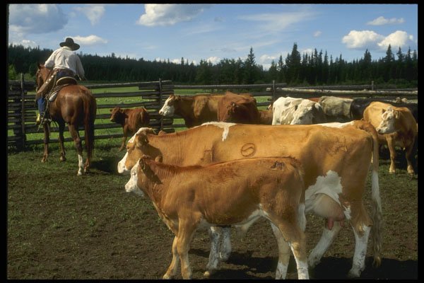 220047 Newly Branded Calf Rejoins His Mother A4 Photo Print