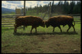 220049 Bulls Asserting Themselves In Branding Corral A4 Photo Print