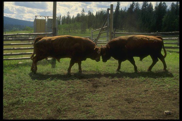220049 Bulls Asserting Themselves In Branding Corral A4 Photo Print