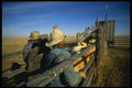 220050 Cowboys Loading Yearlings Into Truck For Winter Feedlot A4 Photo Print