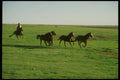 220051 Cowboy Rounding Up Horses For The Day's Work A4 Photo Print