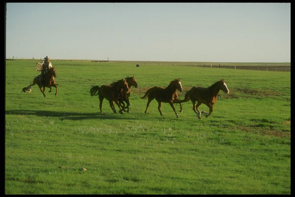 220051 Cowboy Rounding Up Horses For The Day's Work A4 Photo Print