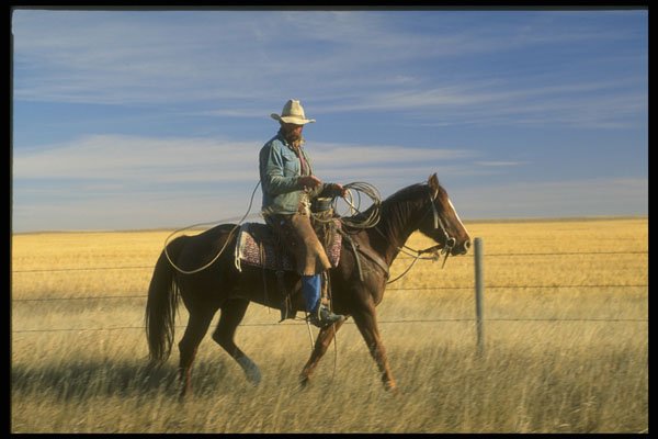 220053 Cowboy Preparing Rope For Action A4 Photo Print