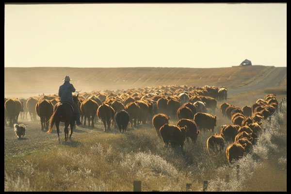 220054 Moving Herd To Winter Range A4 Photo Print