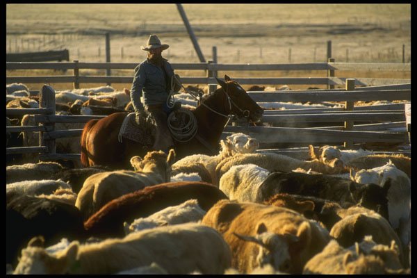 220055 Cowboy Weaning Calves In Corral A4 Photo Print