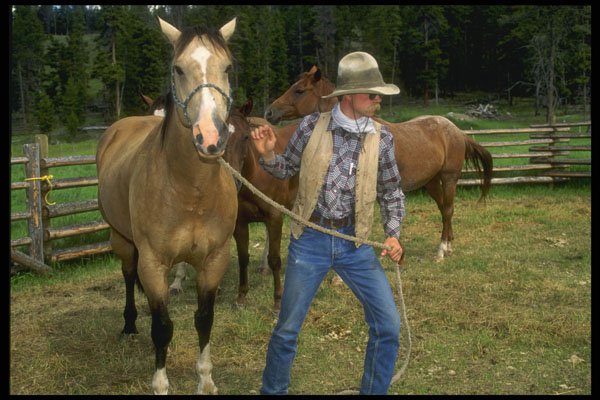 220059 Cowboy Selecting Horse For The Day's Work A4 Photo Print