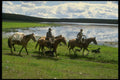 220064 Cowboys Looking For A Safe Crossing Point A4 Photo Print