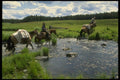 220066 Cowboys Crossing Stream With Supplies In Tow A4 Photo Print
