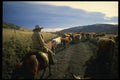 220068 Cowboy Bringing A Herd In During Fall Round up A4 Photo Print