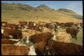 220070 Cowboy Checking Herd During Fall Round up A4 Photo Print