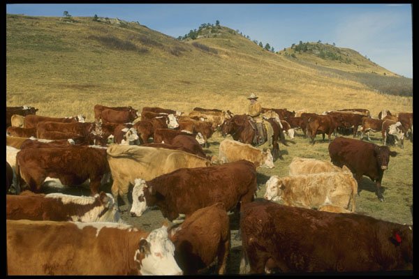 220070 Cowboy Checking Herd During Fall Round up A4 Photo Print