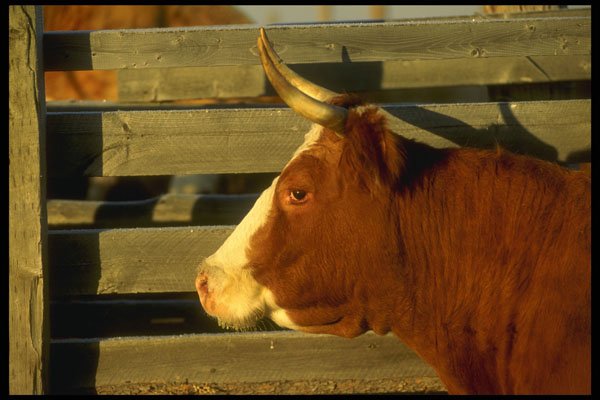 220074 Steer Portrait At Sunset A4 Photo Print