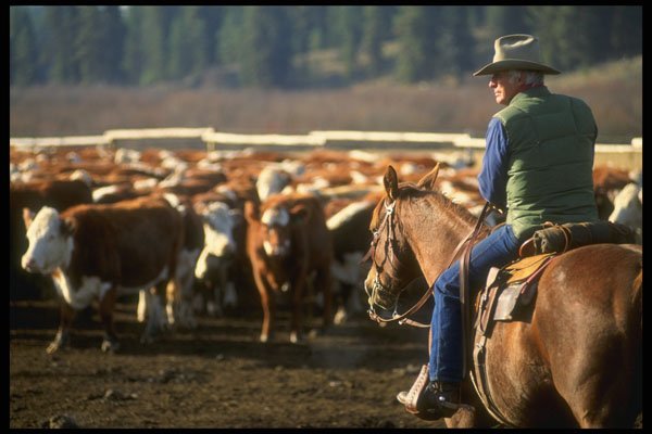 220075 Cowboy Preparing To Cut Out Calf From The Herd A4 Photo Print
