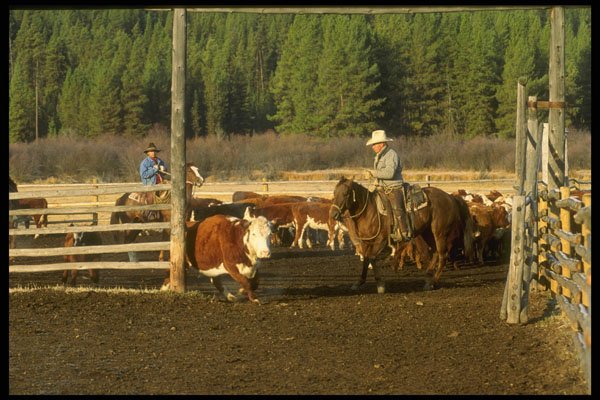 220076 Cowboy Cutting Cow Out Of Weaning Corral A4 Photo Print