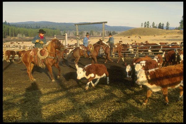 220077 Cowboy Demonstrating Fine Form In Cutting Calf From Herd A4 Photo Print