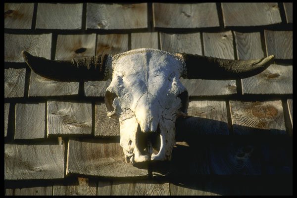 220079 Long horn Skull Displayed In Traditional Western Manner A4 Photo Print
