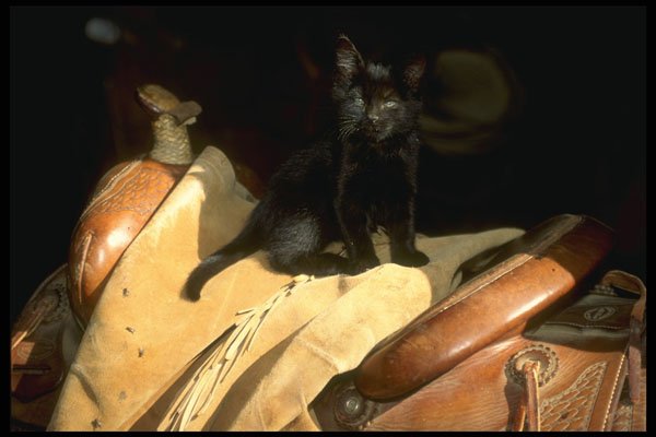 220080 Barn Kitten Taking Some Sun On Saddle A4 Photo Print