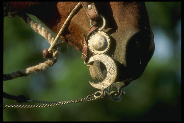 220083 Cowboy's Decorative Silver Bit In Place A4 Photo Print