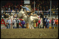 220086 Saddle Bronc Rider In Fine Form At Calgary Stampede A4 Photo Print
