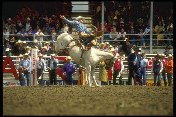 220086 Saddle Bronc Rider In Fine Form At Calgary Stampede A4 Photo Print