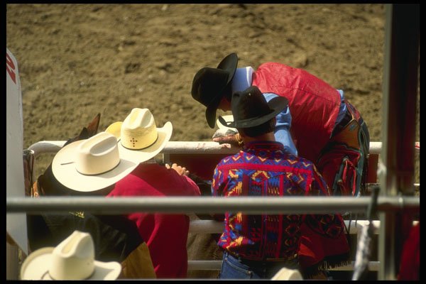 220087 Rider In The Chute Preparing For Launch At Calgary Stampede A4 Photo Print