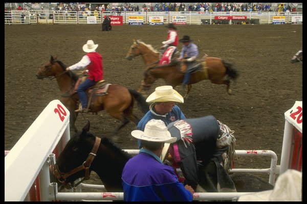 220088 Rider Prepares In Chute A4 Photo Print