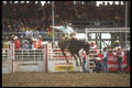 220089 Saddle Bronc Rider Demonstrating Winning Form In Calgary A4 Photo Print