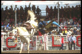 220090 Saddle Bronc Rider Abandoning Ship At Calgary Stampede A4 Photo Print
