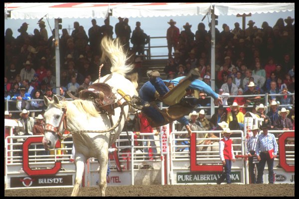 220090 Saddle Bronc Rider Abandoning Ship At Calgary Stampede A4 Photo Print