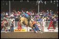 220091 Bull Rider With Rodeo Clowns At Calgary Stampede A4 Photo Print