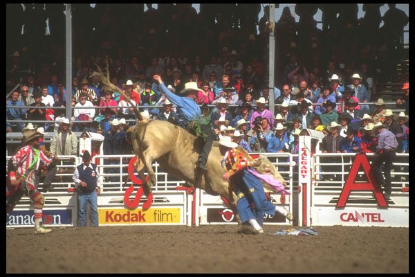 220091 Bull Rider With Rodeo Clowns At Calgary Stampede A4 Photo Print