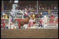 220092 Bull Rider With Rodeo Clowns At Calgary Stampede A4 Photo Print