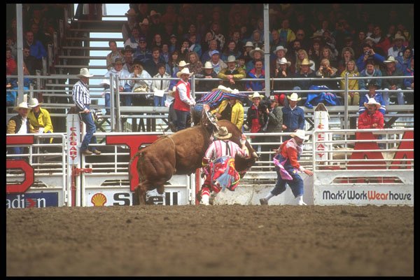 220092 Bull Rider With Rodeo Clowns At Calgary Stampede A4 Photo Print