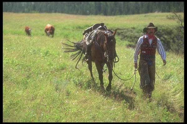 220094 Cowboy Stretching His Legs After A Long Ride Checking Fence A4 Photo Print