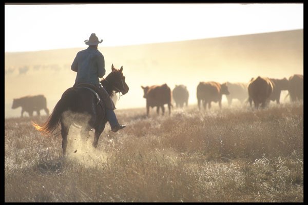 220095 Cowboy Turning Cattle Back Onto The Trail A4 Photo Print