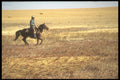 220096 Cowboy Giving Horse A Run During Round up A4 Photo Print