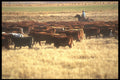 220097 Cowboy Moving Cattle To Winter Feeder A4 Photo Print